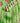 Apple Blossom - Silje