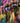 City Nights- Suri Silk Fluf