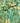 Turquoise Delight - Hvid BASC400